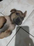 Doa-se Cachorrinha