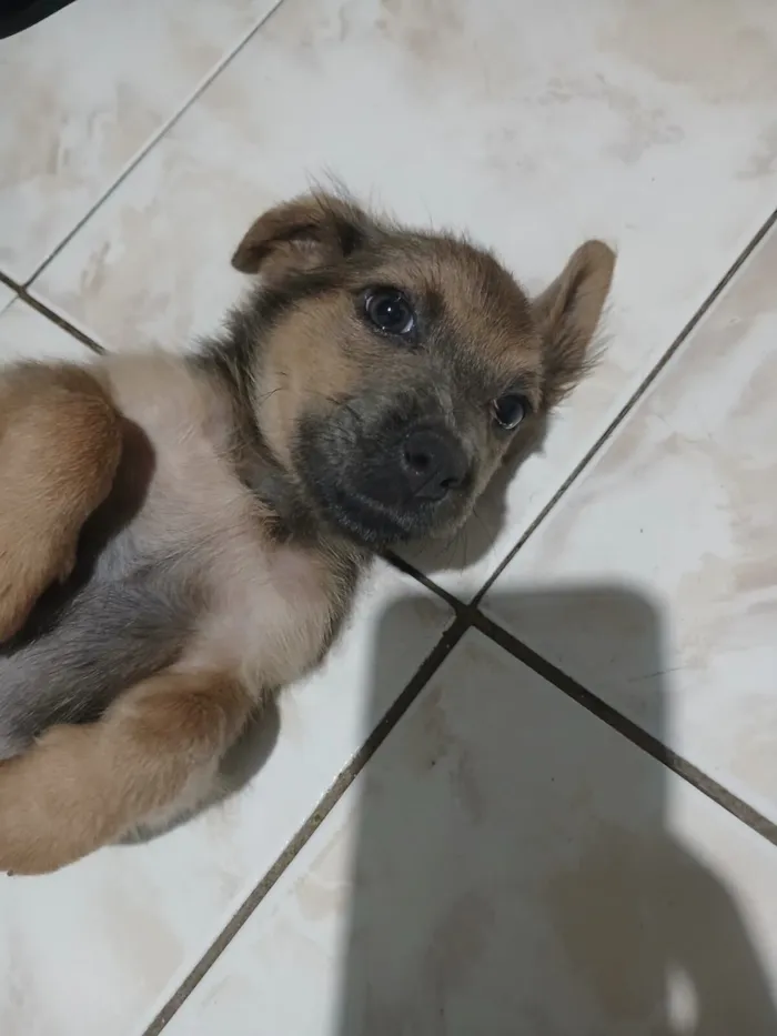 Cachorro raça SRD-ViraLata idade 2 a 6 meses nome Doa-se Cachorrinha