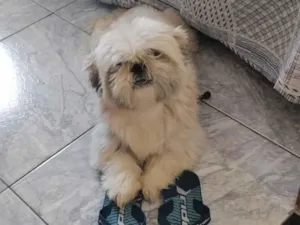 Cachorro raça Shitzu idade 4 anos nome loki