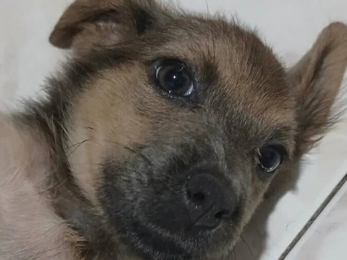 Cachorro raça SRD-ViraLata idade 2 a 6 meses nome Doa-se Cachorrinha