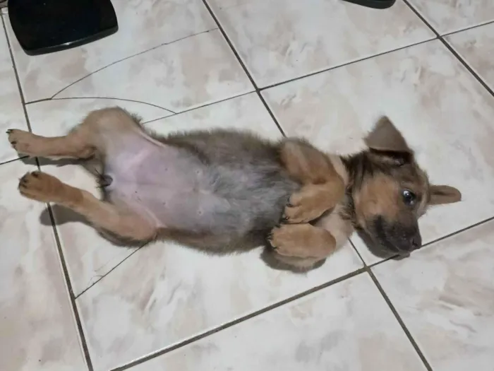 Cachorro raça SRD-ViraLata idade 2 a 6 meses nome Doa-se Cachorrinha