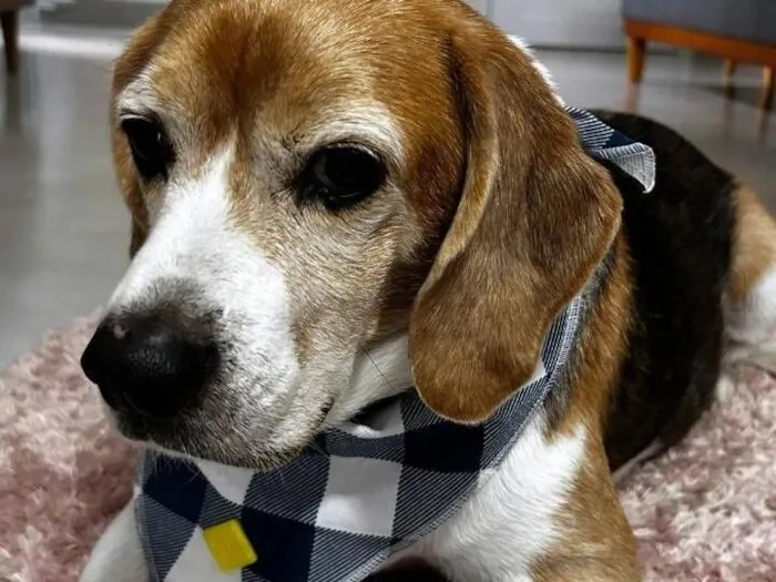 Cachorro raça Setter idade 6 ou mais anos nome Snoopy