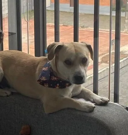 Cachorro raça SRD-ViraLata idade 1 ano nome Otto 