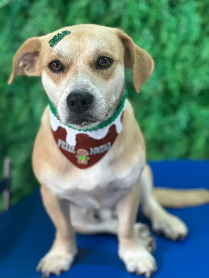 Cachorro raça SRD-ViraLata idade 1 ano nome Otto 