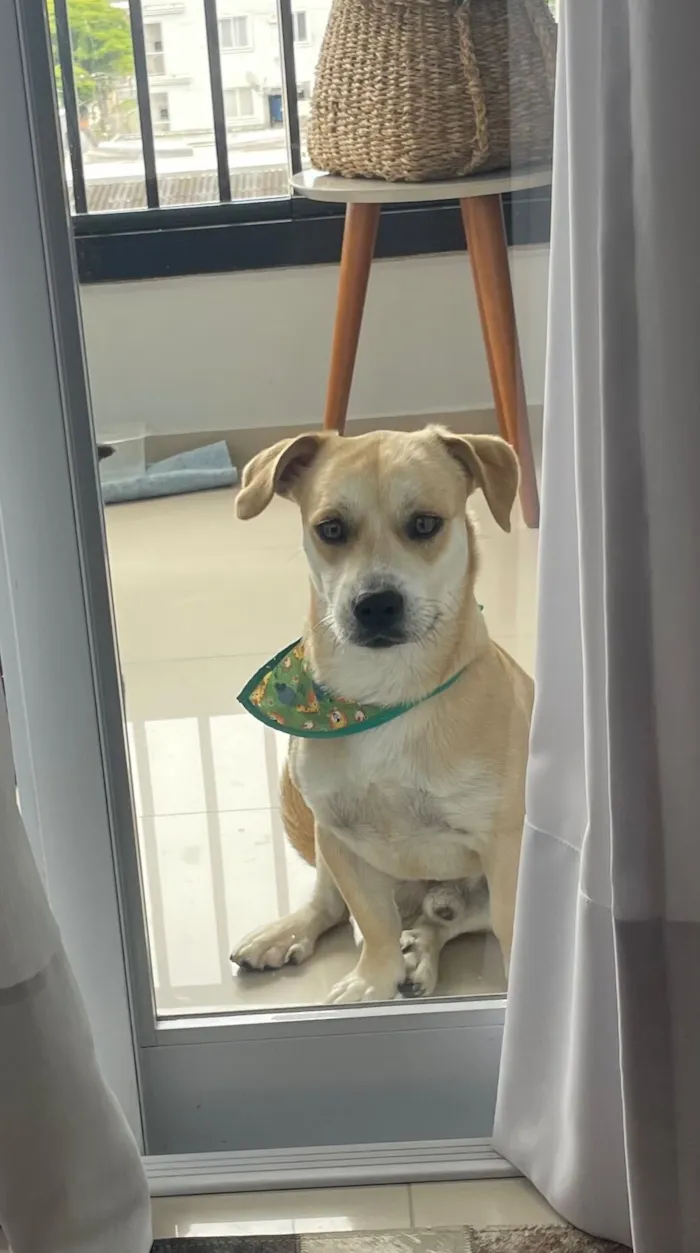 Cachorro raça SRD-ViraLata idade 1 ano nome Otto 