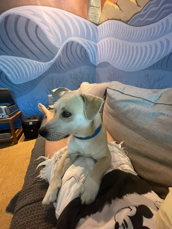 Cachorro raça SRD-ViraLata idade 1 ano nome Otto 