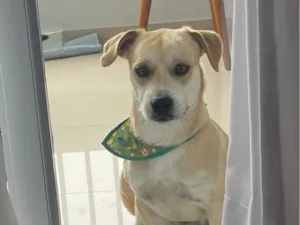 Cachorro raça SRD-ViraLata idade 1 ano nome Otto 