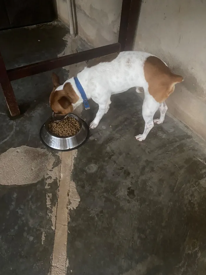 Cachorro raça SRD-ViraLata idade 2 a 6 meses nome Bob