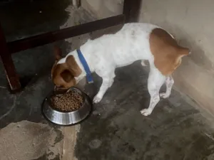 Cachorro raça SRD-ViraLata idade 2 a 6 meses nome Bob