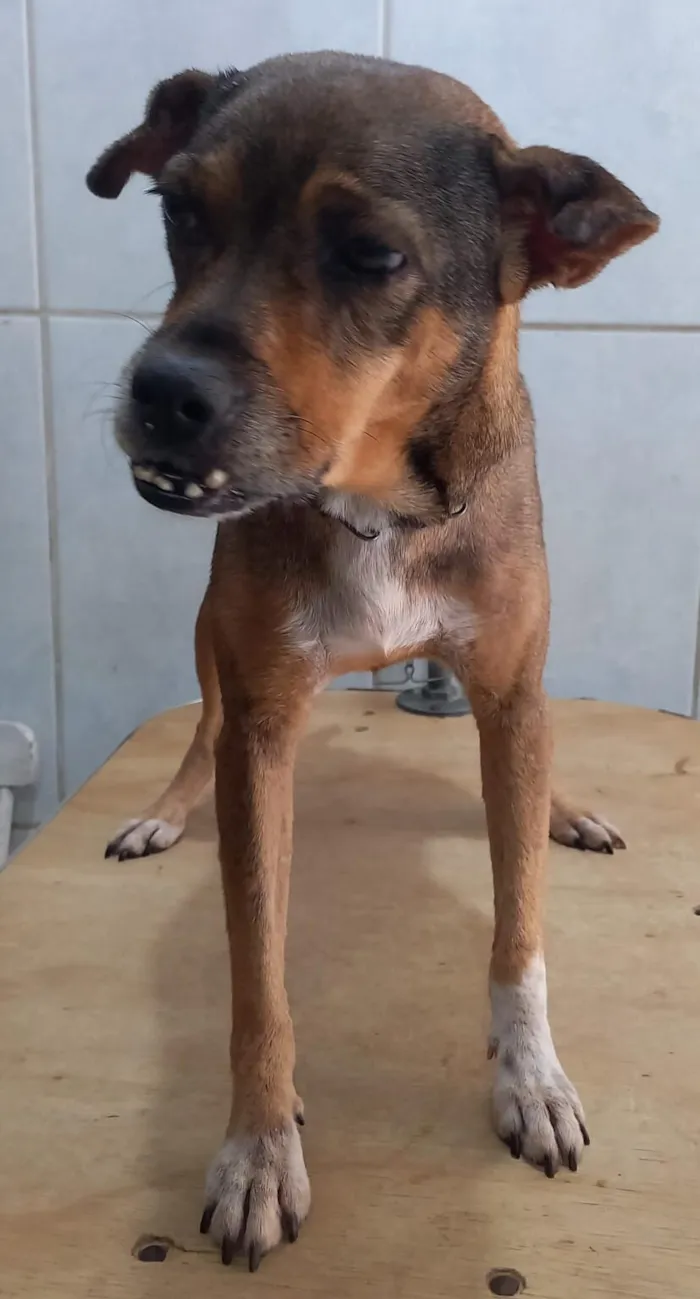 Cachorro raça SRD-ViraLata idade 7 a 11 meses nome zoe 