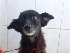 Cachorro raça SRD-ViraLata idade 6 ou mais anos nome Estrela