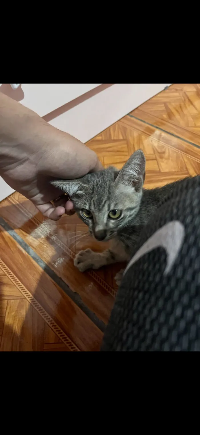 Gato raça SRD-ViraLata idade 2 a 6 meses nome Nick 