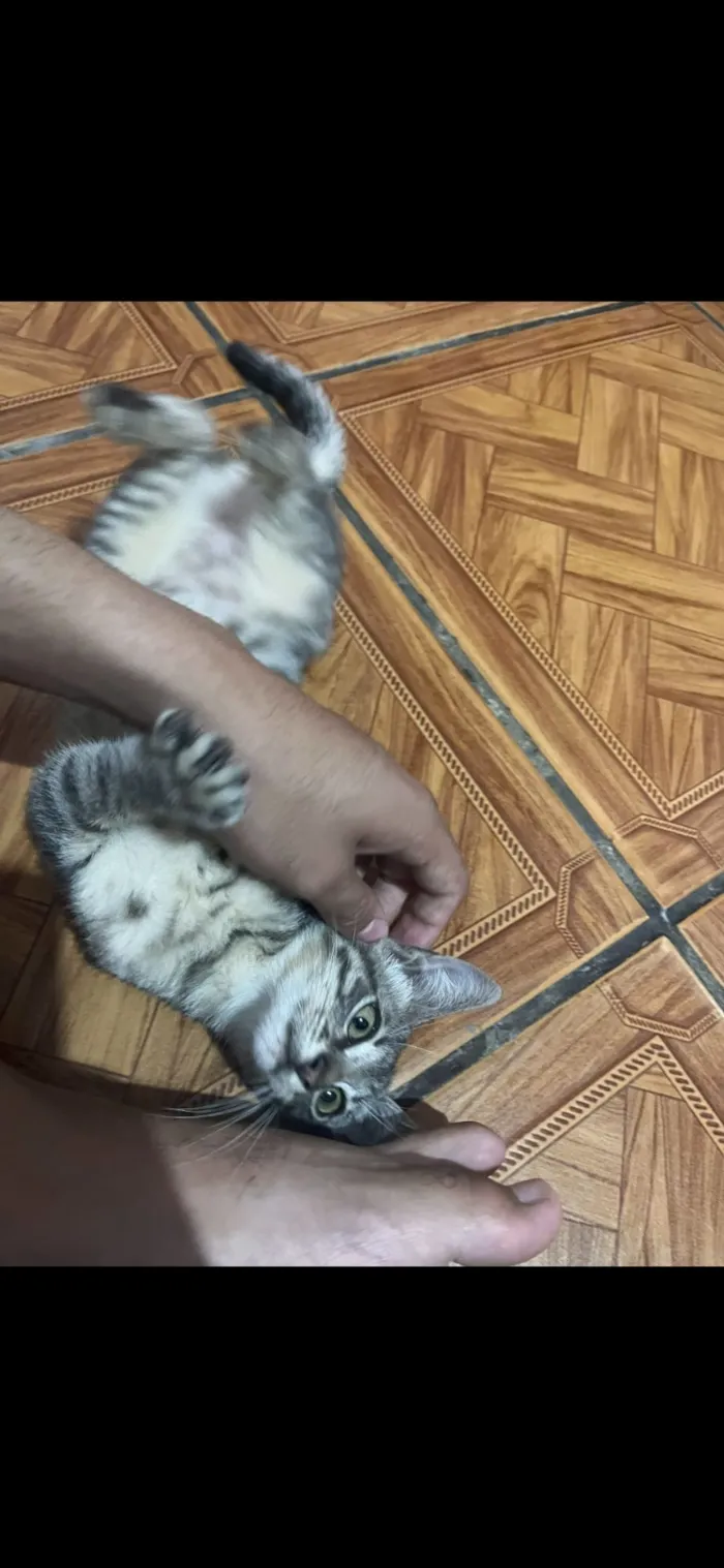 Gato raça SRD-ViraLata idade 2 a 6 meses nome Nick 