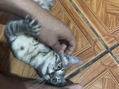 Gato raça SRD-ViraLata idade 2 a 6 meses nome Nick 