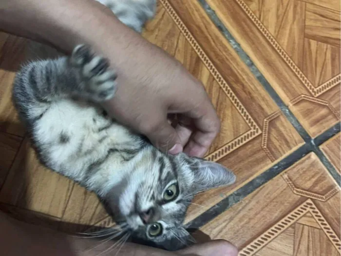 Gato raça SRD-ViraLata idade 2 a 6 meses nome Nick 