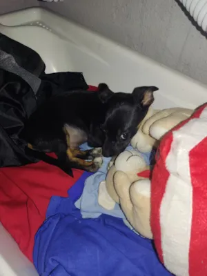 Cachorro raça SRD-ViraLata idade 2 a 6 meses nome Zago