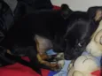 Zago