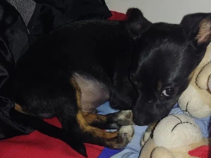 Cachorro raça SRD-ViraLata idade 2 a 6 meses nome Zago
