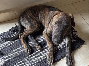Cachorro raça SRD-ViraLata idade 2 a 6 meses nome FROID 