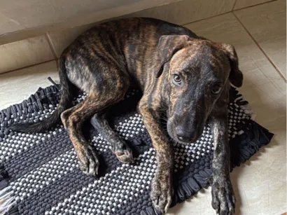 Cachorro raça SRD-ViraLata idade 2 a 6 meses nome FROID 