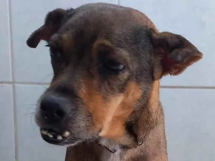 Cachorro raça SRD-ViraLata idade 7 a 11 meses nome zoe 