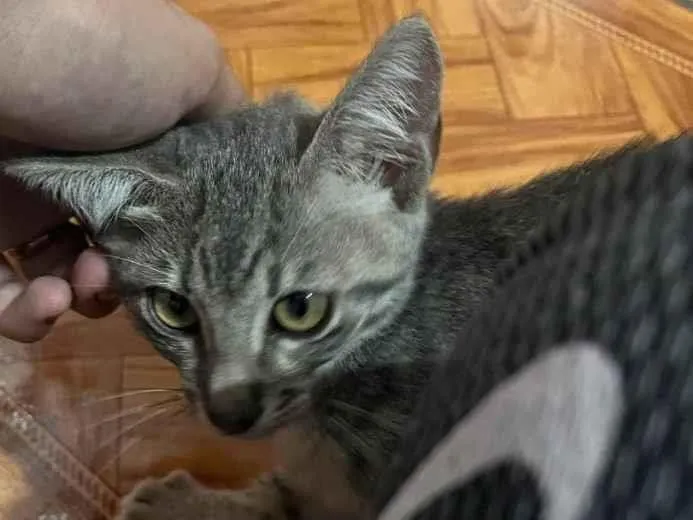 Gato raça SRD-ViraLata idade 2 a 6 meses nome Nick 