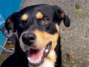 Cachorro raça SRD-ViraLata idade 2 anos nome guerreiro