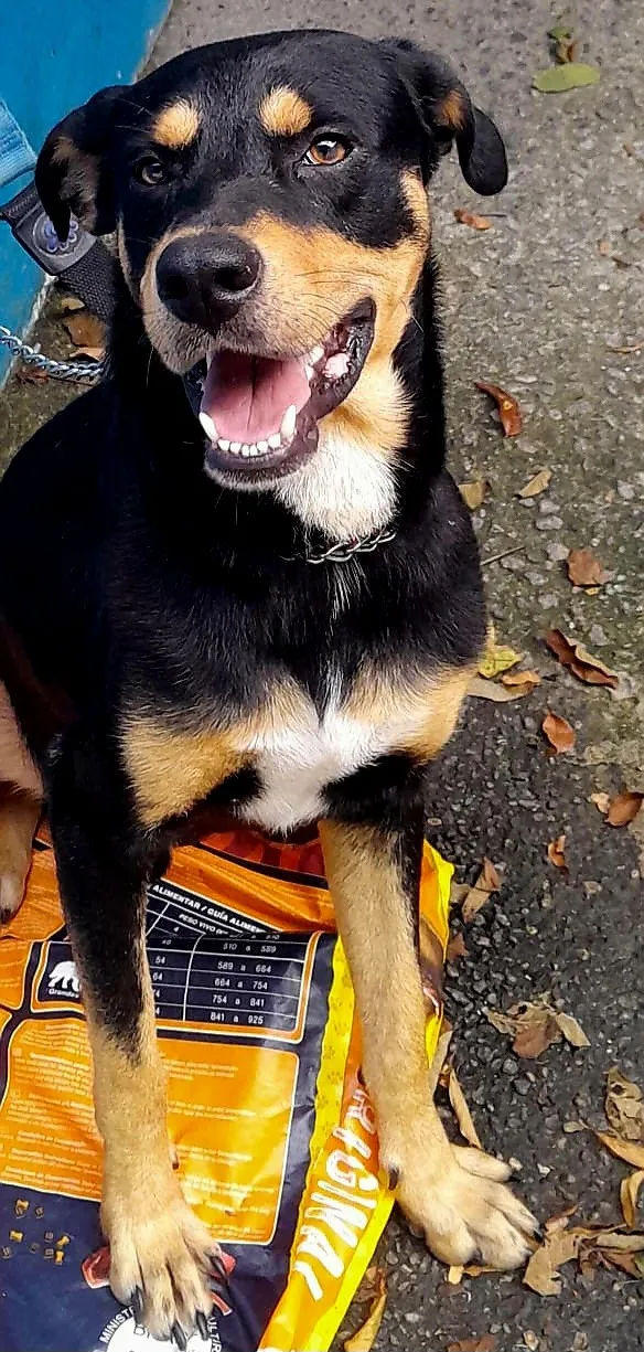 Cachorro raça SRD-ViraLata idade 2 anos nome guerreiro