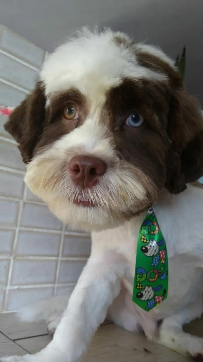 Cachorro raça Shitzu idade 6 ou mais anos nome Nick