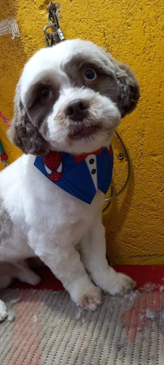 Cachorro raça Shitzu idade 6 ou mais anos nome Nick