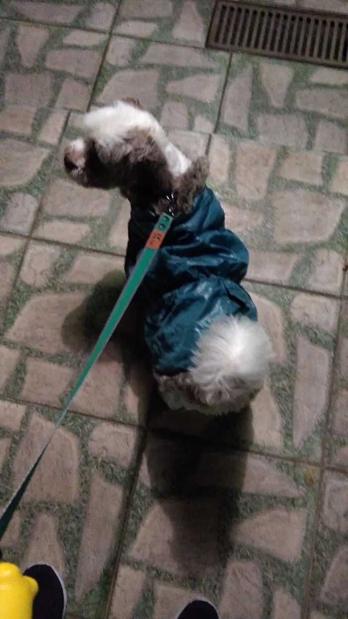 Cachorro raça Shitzu idade 6 ou mais anos nome Nick