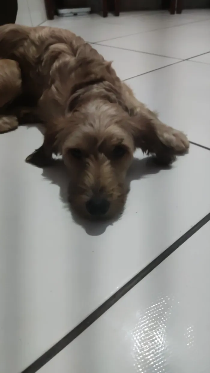 Cachorro raça SRD-ViraLata idade 1 ano nome mel