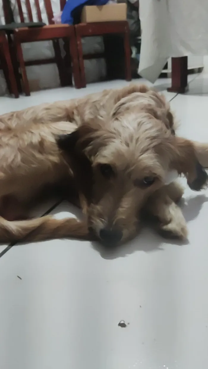 Cachorro raça SRD-ViraLata idade 1 ano nome mel