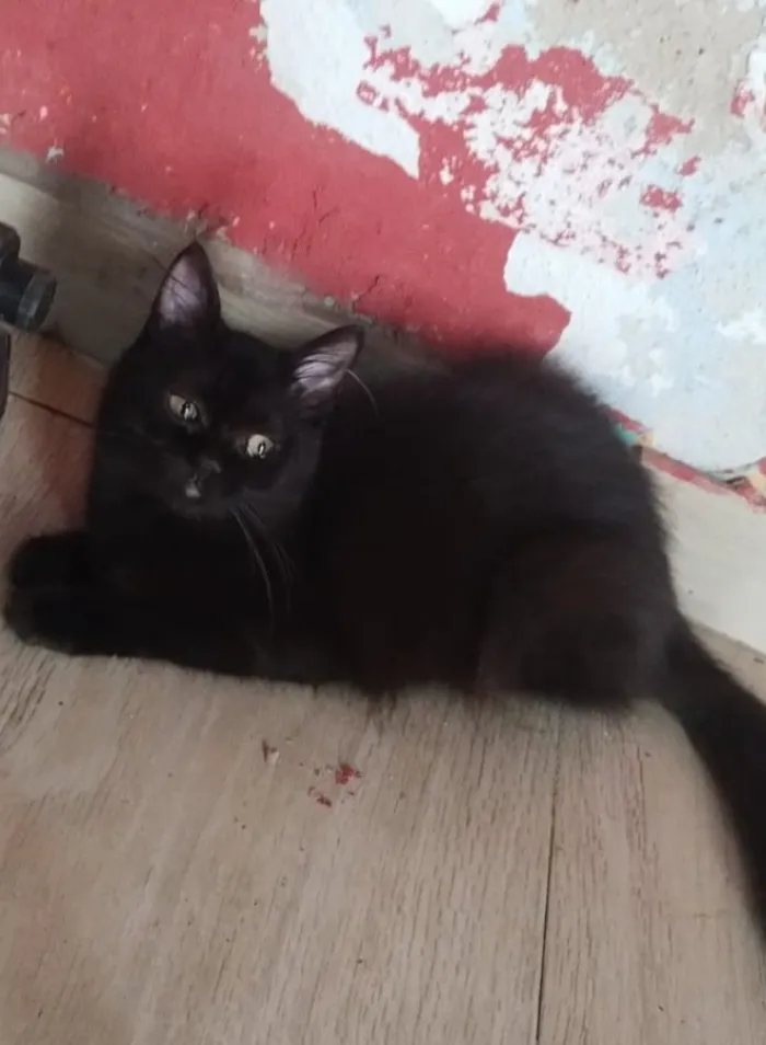 Gato raça SRD-ViraLata idade 7 a 11 meses nome morgana