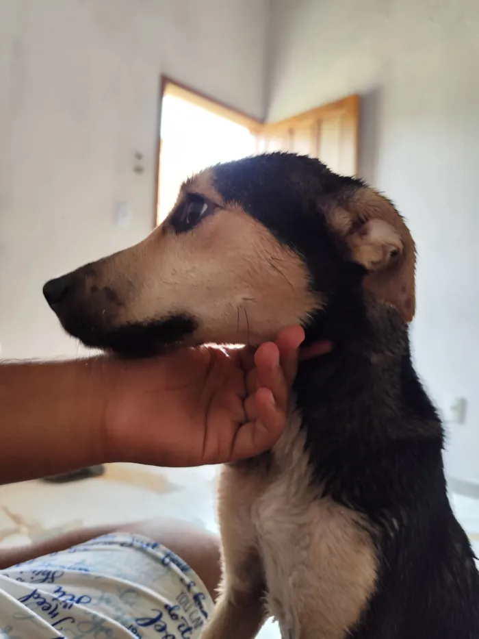 Cachorro raça SRD-ViraLata idade 1 ano nome Stacy