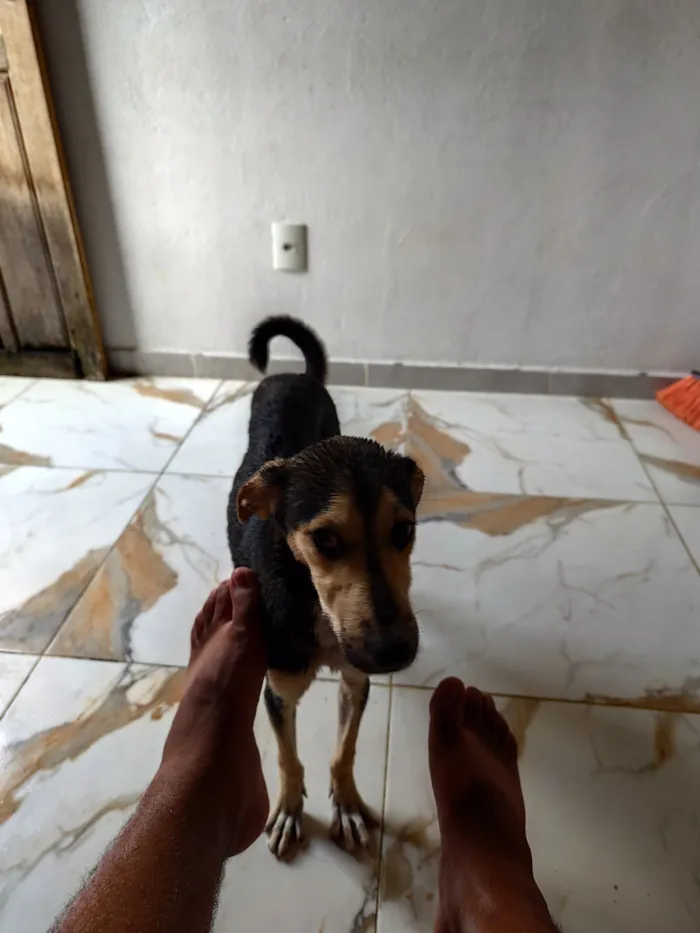 Cachorro raça SRD-ViraLata idade 1 ano nome Stacy