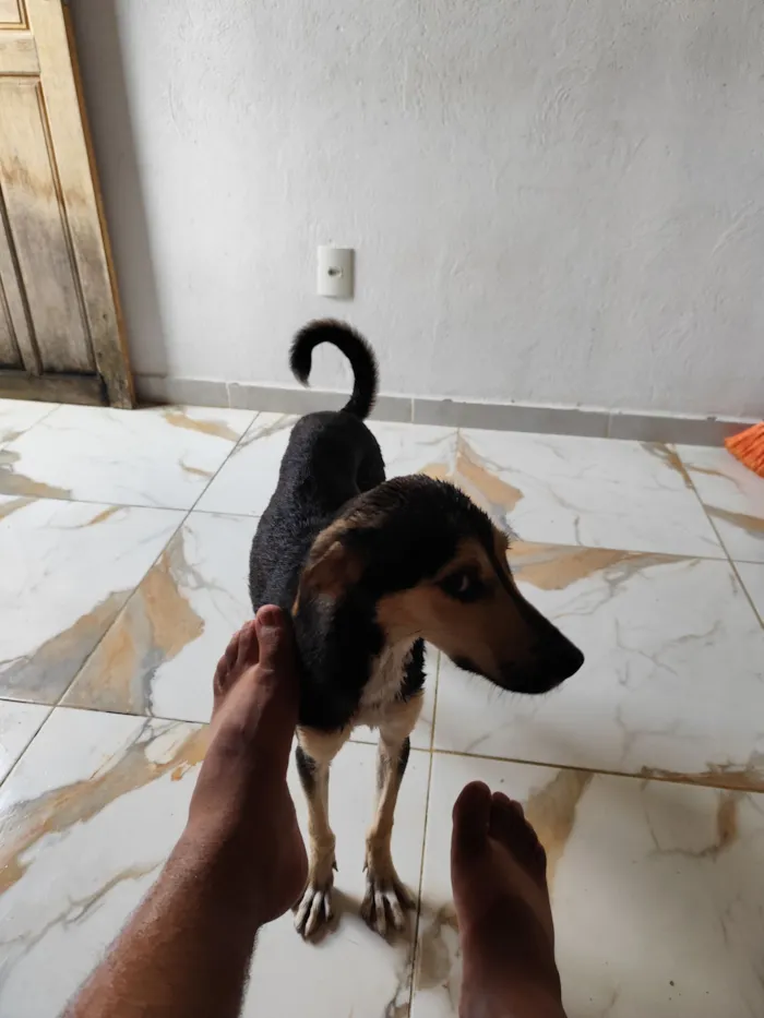 Cachorro raça SRD-ViraLata idade 1 ano nome Stacy