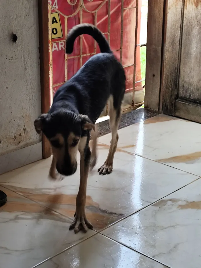 Cachorro raça SRD-ViraLata idade 1 ano nome Stacy