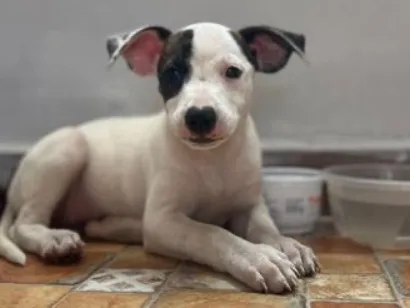 Cachorro raça SRD-ViraLata idade 2 a 6 meses nome Luke