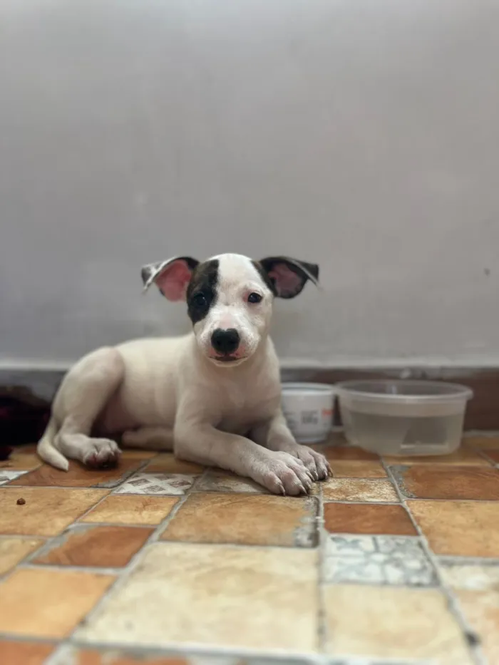 Cachorro raça SRD-ViraLata idade 2 a 6 meses nome Luke