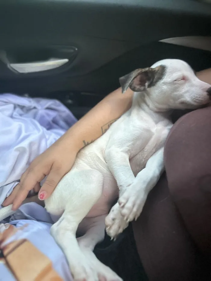 Cachorro raça SRD-ViraLata idade 2 a 6 meses nome Luke