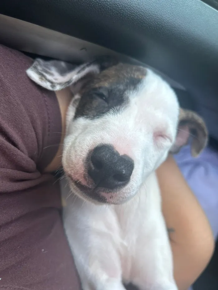 Cachorro raça SRD-ViraLata idade 2 a 6 meses nome Luke