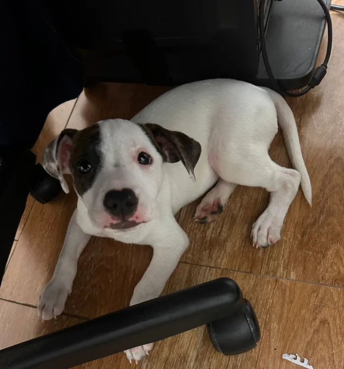 Cachorro raça SRD-ViraLata idade 2 a 6 meses nome Luke