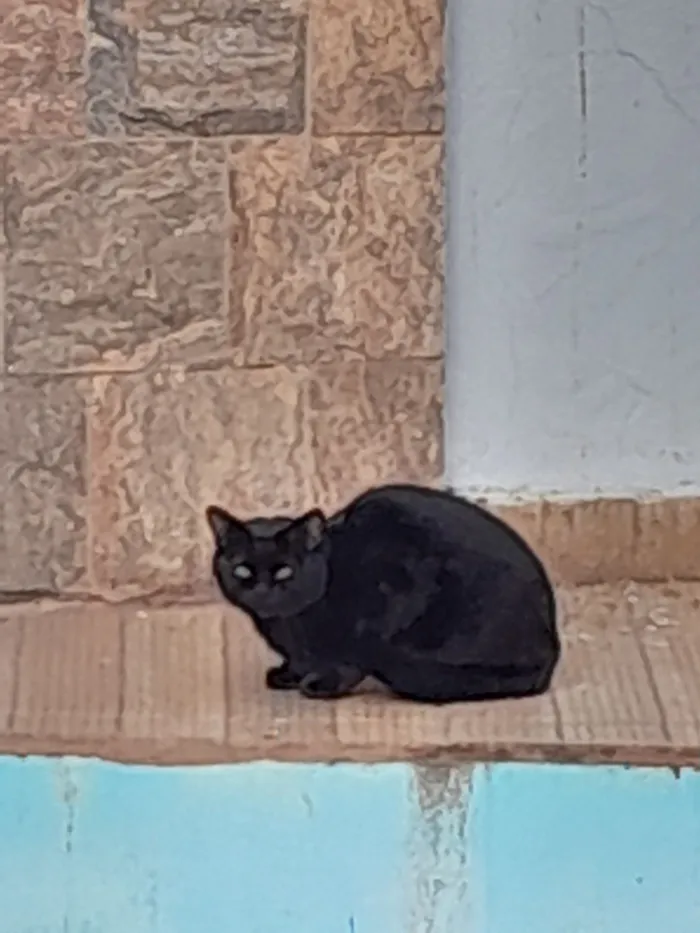 Gato raça SRD-ViraLata idade 2 anos nome Yasuki