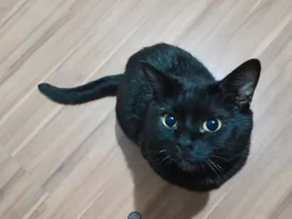 Gato raça SRD-ViraLata idade 2 anos nome Yasuki