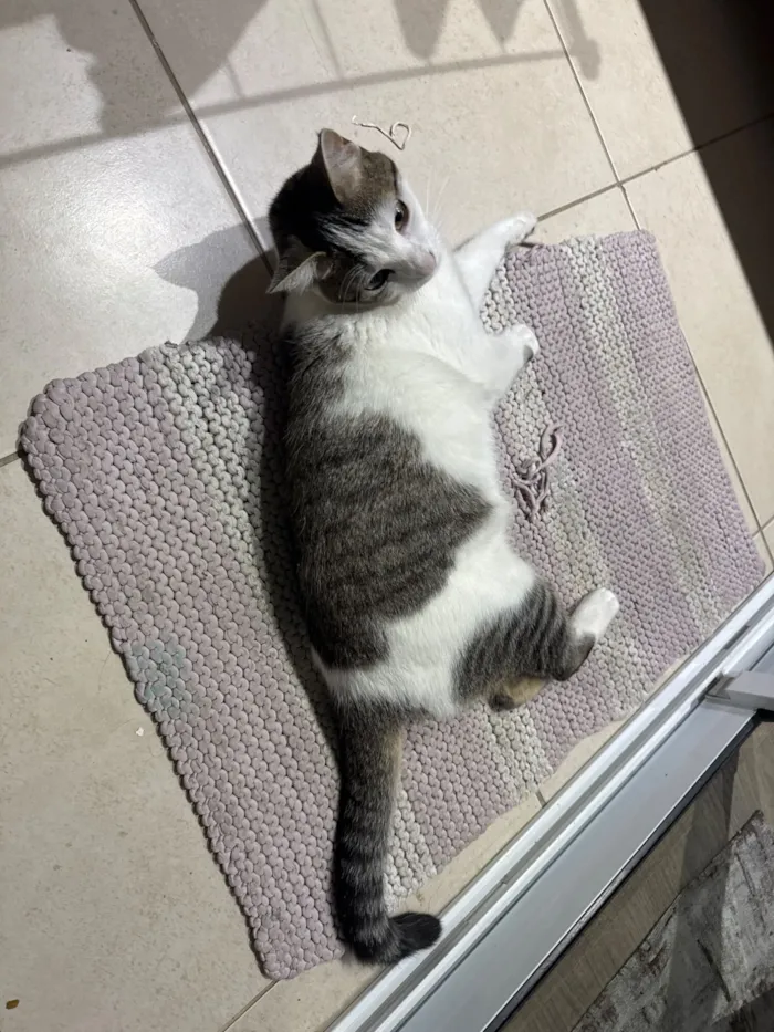 Gato raça SRD-ViraLata idade 7 a 11 meses nome Luna 