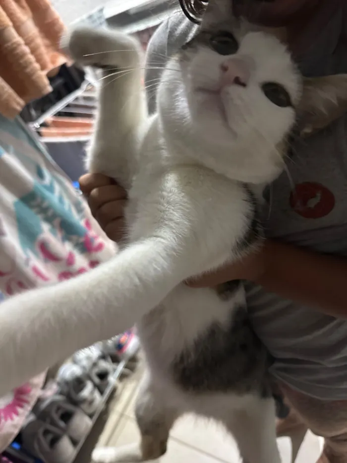 Gato raça SRD-ViraLata idade 7 a 11 meses nome Luna 