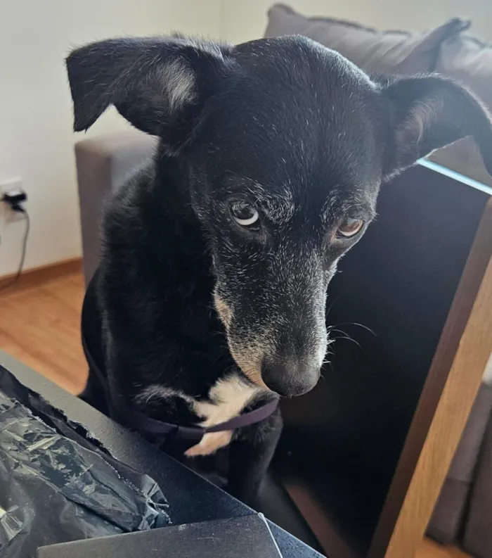 Cachorro raça SRD-ViraLata idade 6 ou mais anos nome Pérola 