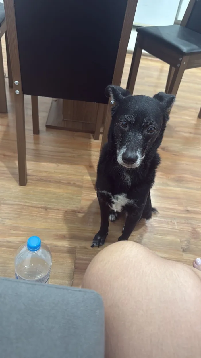 Cachorro raça SRD-ViraLata idade 6 ou mais anos nome Pérola 