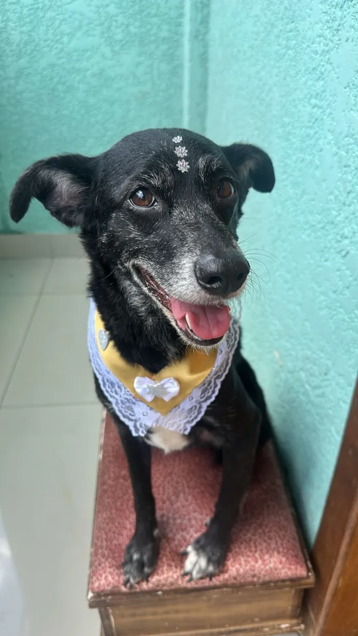 Cachorro raça SRD-ViraLata idade 6 ou mais anos nome Pérola 